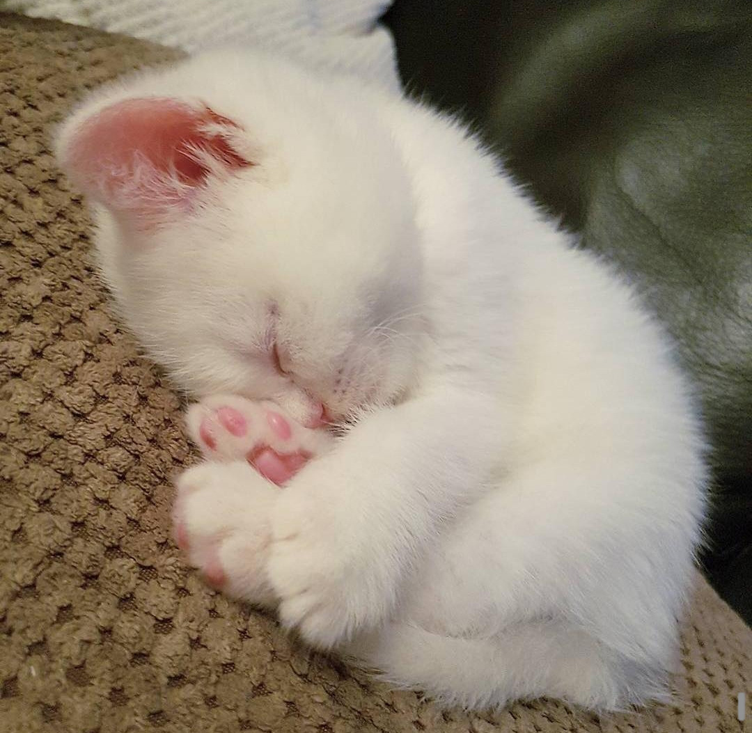 صور كيوت قطط 3 Welcome To Miaw Miaw Cat Lovers Site
