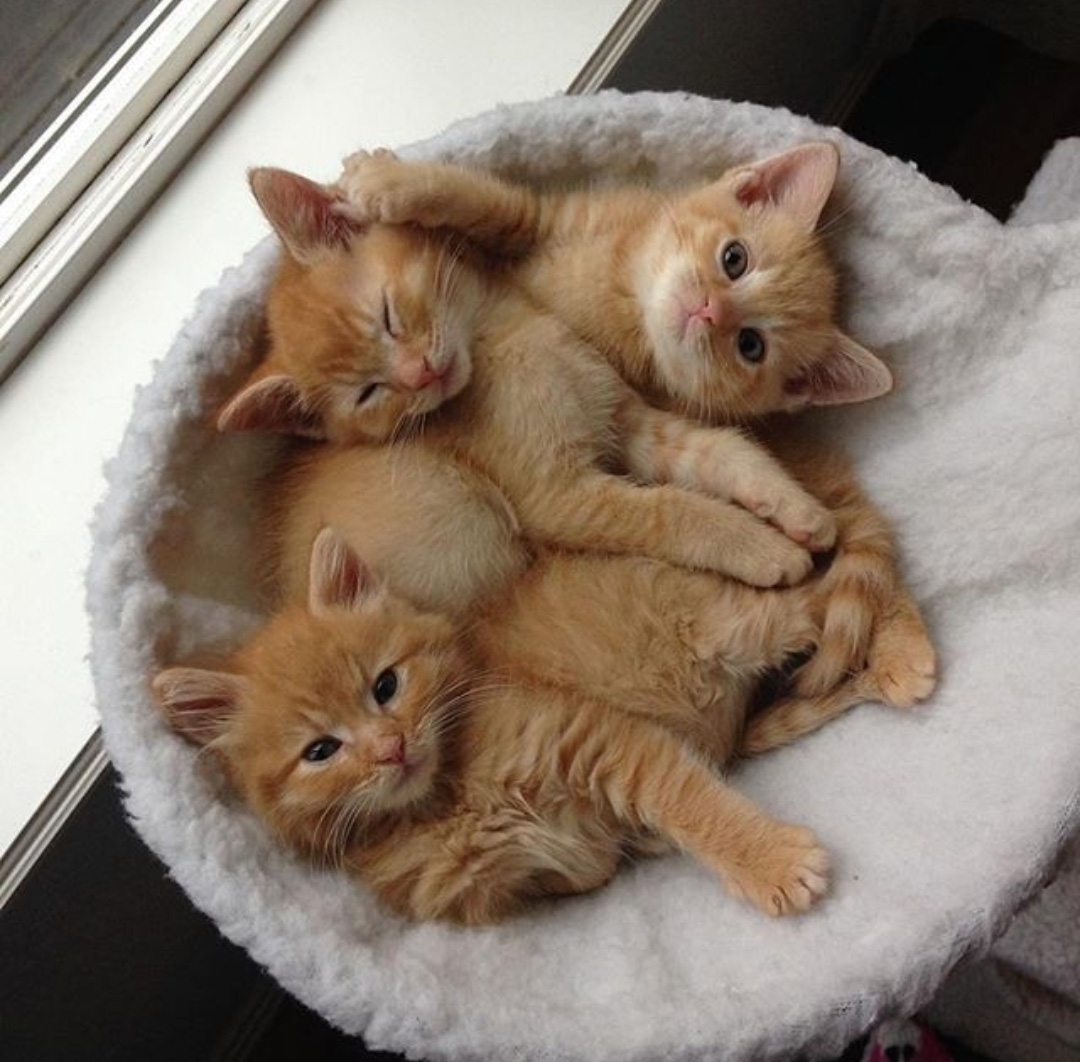 صور كيوت قطط 4 Welcome To Miaw Miaw Cat Lovers Site