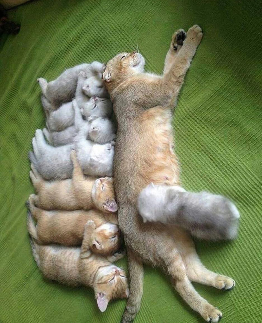 صور كيوت قطط 7 Welcome To Miaw Miaw Cat Lovers Site