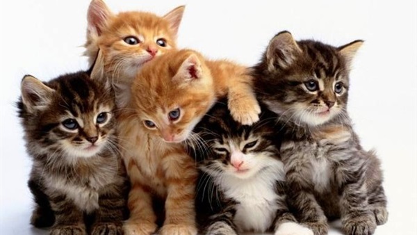 Learn about the most important facts and secrets you do not know about cats