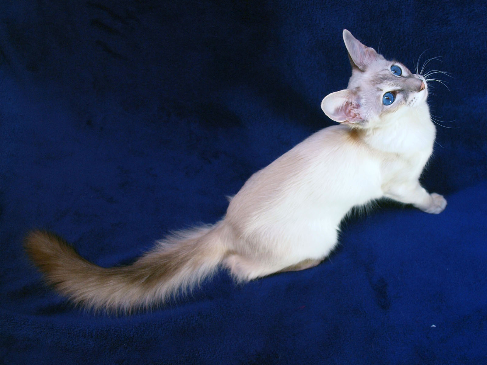 The Balinese cat