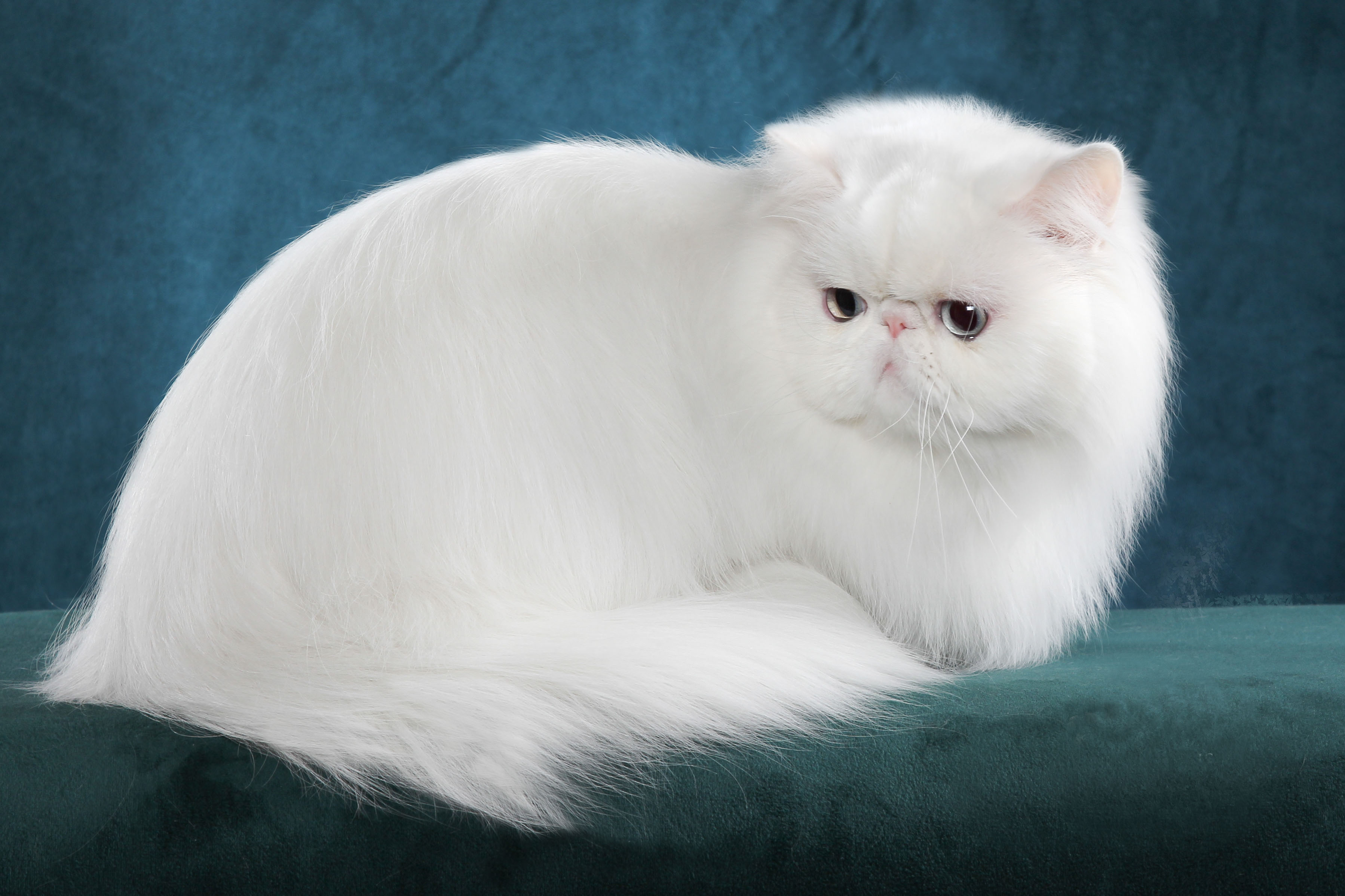 Turkish Angora cat