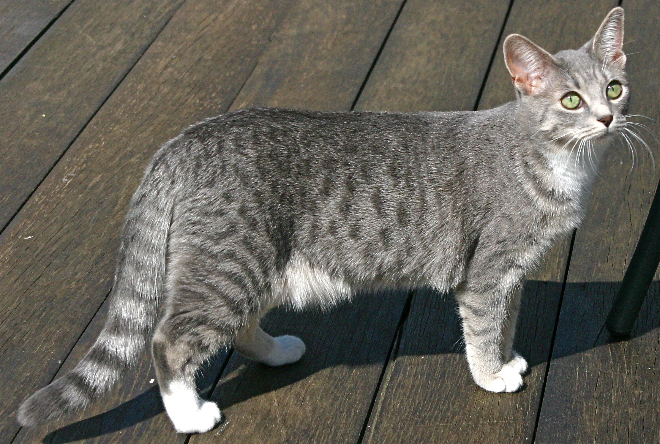 Japanese short-tailed cat