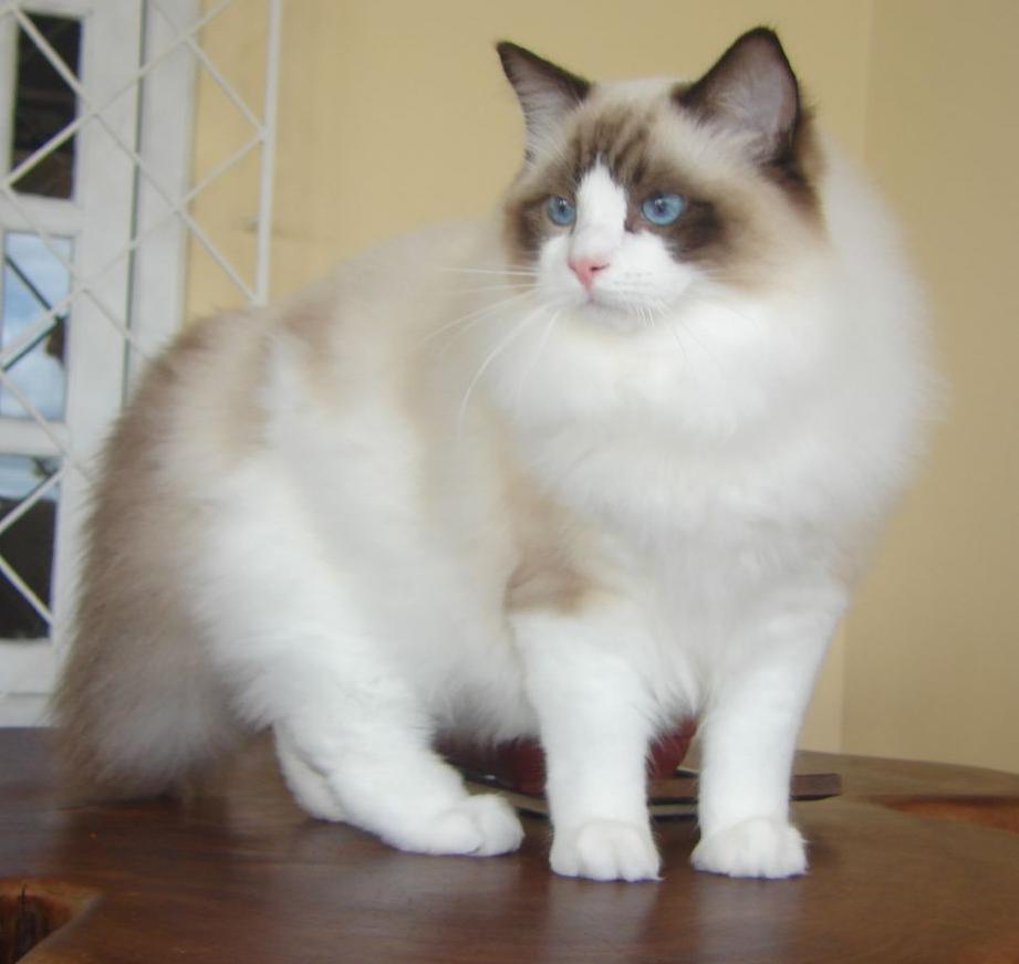 Turkish Angora cat