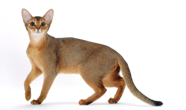 Abyssinian Cat