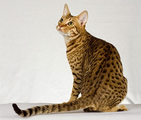 Ocicat Cat