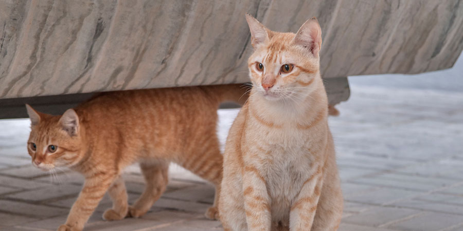 The Arab Mao cat