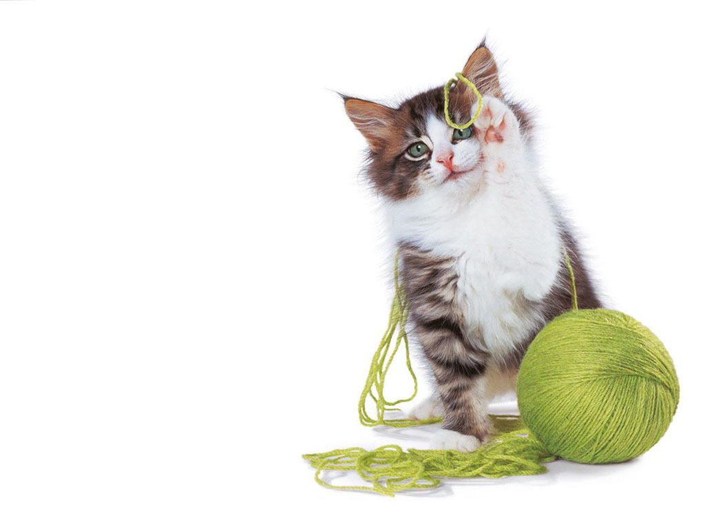 Healthy Nutrition for Cats