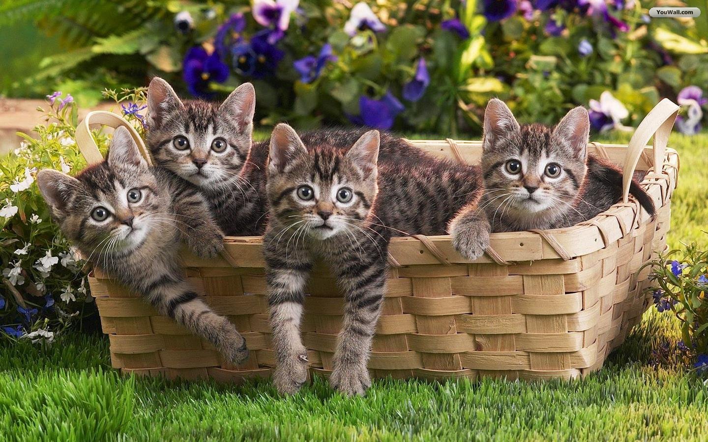 Beautiful little cats pictures
