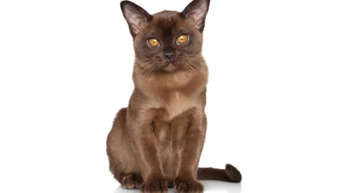 Information about the Burmese cat