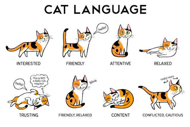 Learn the language of cats