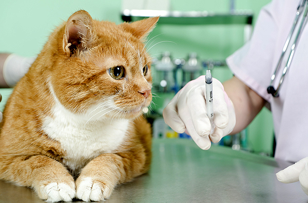 Important information about cat vaccinations in detail