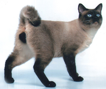 American short-haired cat