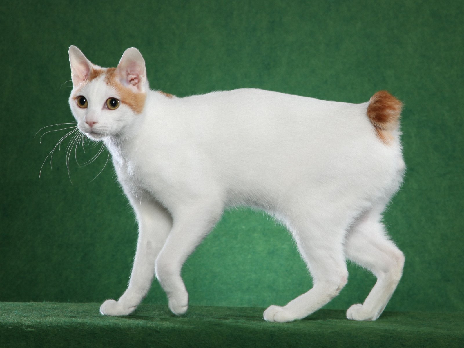 Japanese short-tailed cat