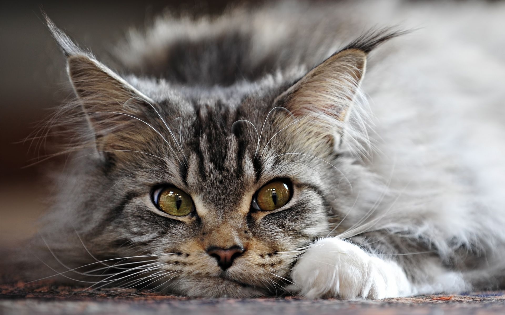 Maine Coon Cat