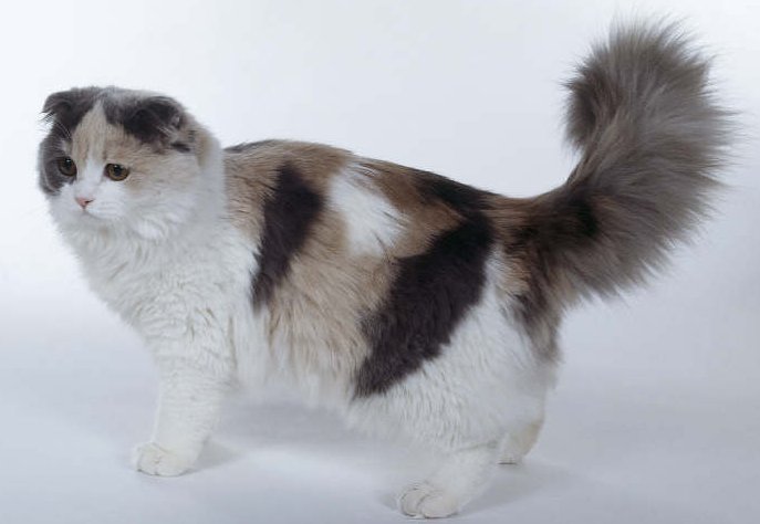 Japanese short-tailed cat