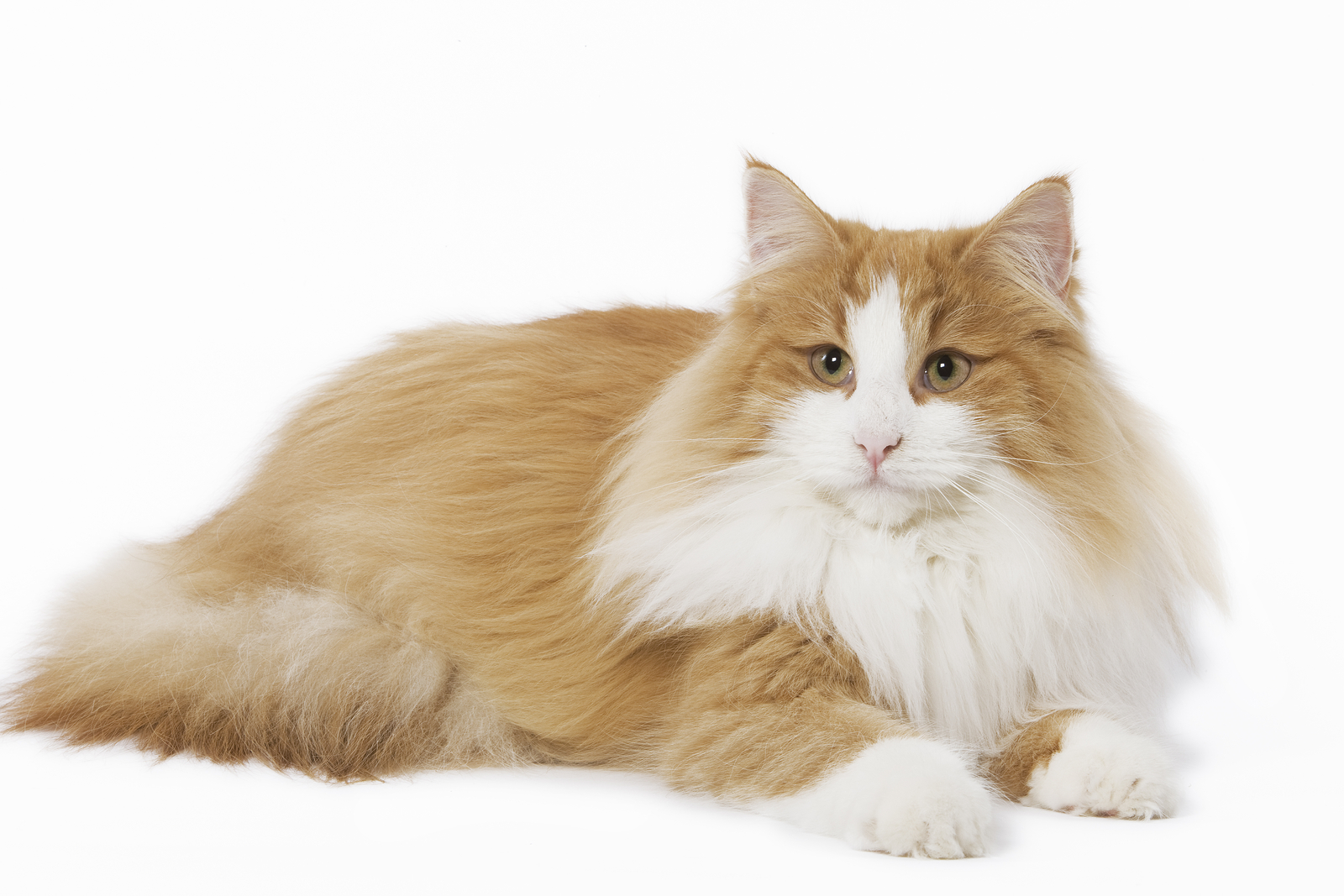 Turkish Van Cat