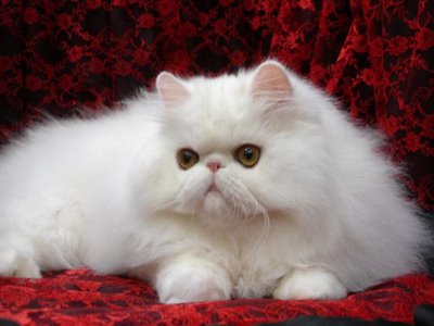 How to breed Shirazi cats