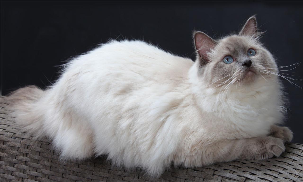 Benefits of breeding cats