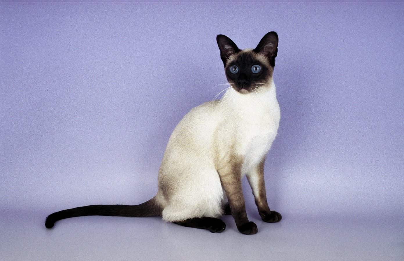 American short-haired cat