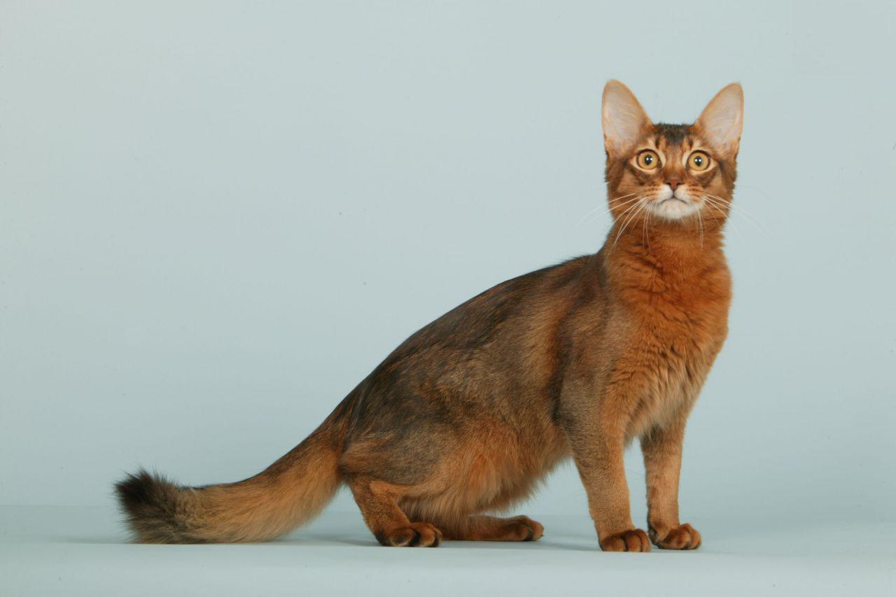 Somali cat