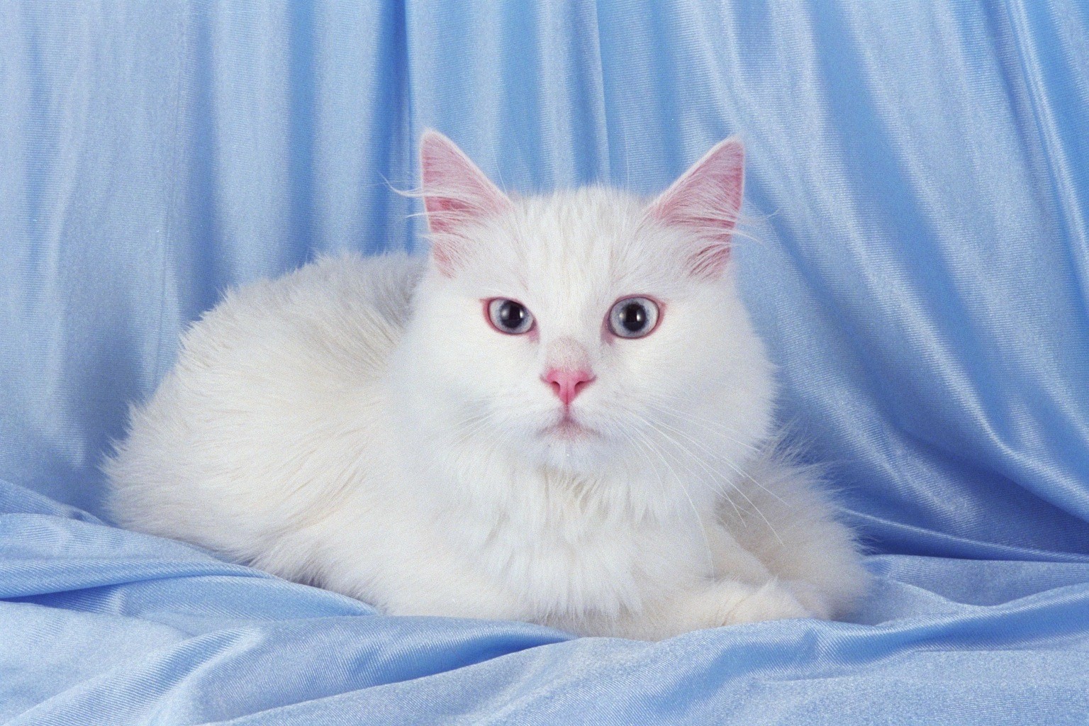 Turkish Angora cat