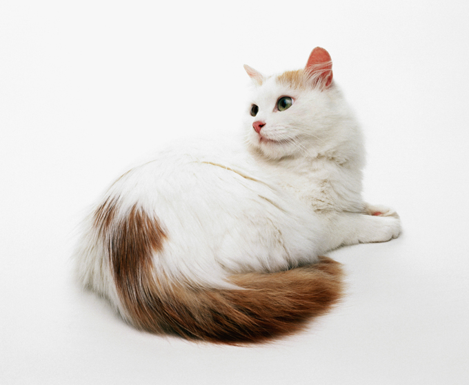 Turkish Van Cat