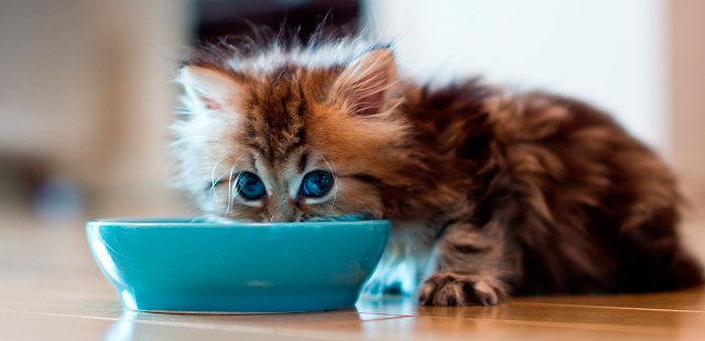 Healthy Nutrition for Cats