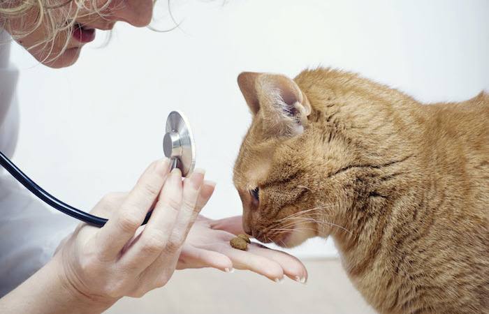 Influenza in cats