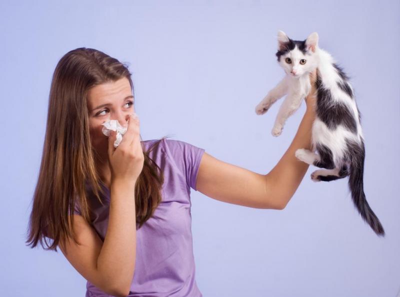 Allergies to cats and ways to avoid them