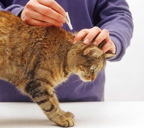 How to get rid of cat fleas