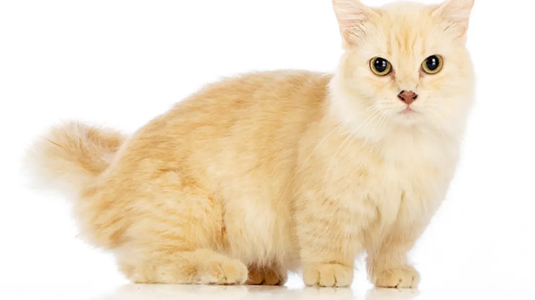 Learn about the most important facts and secrets you do not know about cats