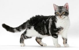 القط الأمريكي السلكي الشعر