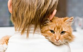 كيف تختار القط المناسب