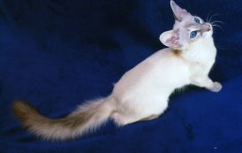 القط البالينيزي