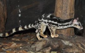 القط المطوق