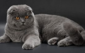 القط الإسكتلندي