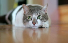 كيف تفهم لغة قطتك