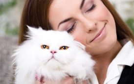 تعلم فن تدليل القطط