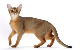 القط الحبشي