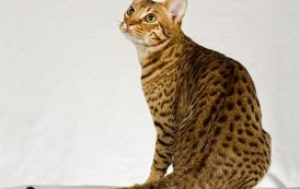 القط الأوسيكات