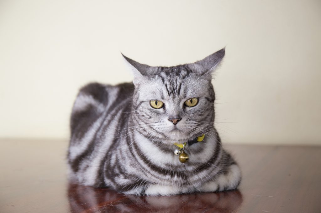 القط الأمريكي قصير الشعر عالم القطط Miaw Miaw
