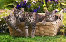 صور جميلة قطط صغيرة