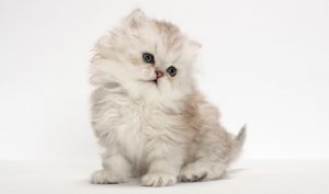 طريقة تربية القطط الصغيرة عالم القطط Miaw Miaw