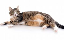 كيف أعرف أن قطتي حامل