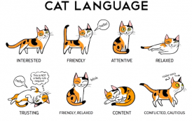 تعلم لغة القطط
