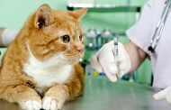 معلومات هامة عن تطعيمات القطط بالتفاصيل