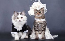 معلومات عن الزواج والبلوغ والحمل عند القطط